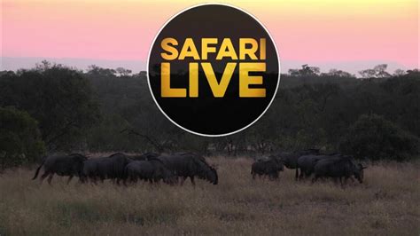 rube safari|SafariLIVE Sunset